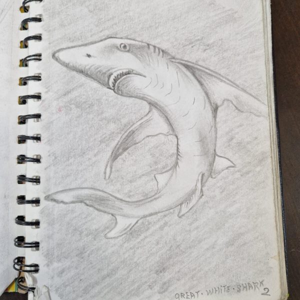 shark